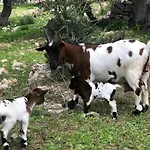 Guillo Farmház Pollença