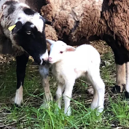 Guillo Vakantieboerderij