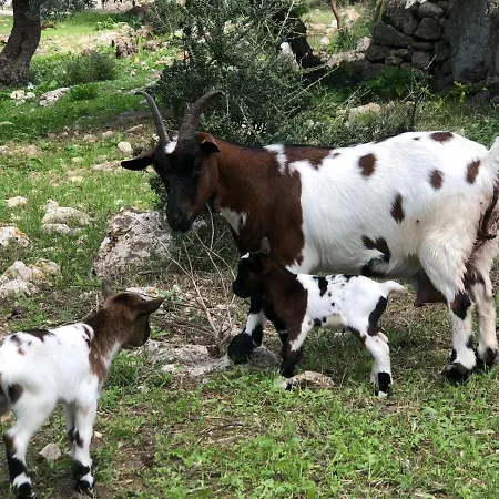 Guillo Vakantieboerderij Pollença