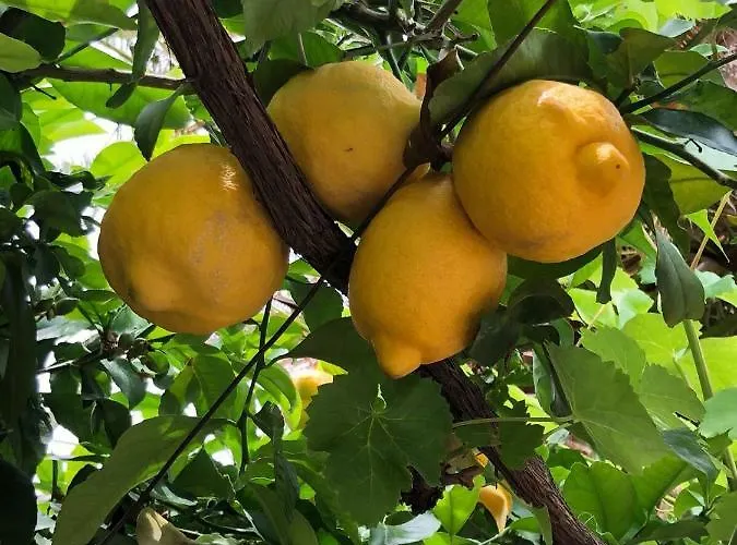 Farma Guillo Pollença