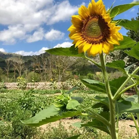 Farm stay Guillo Pollenca