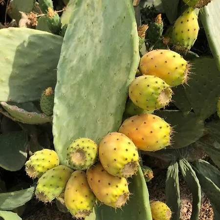 Guillo * Pollença