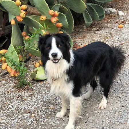 Séjour à la ferme Guillo Pollença