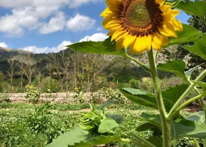 Séjour à la ferme Guillo Pollença