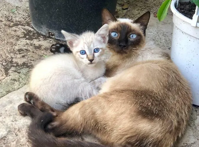 Guillo Séjour à la ferme