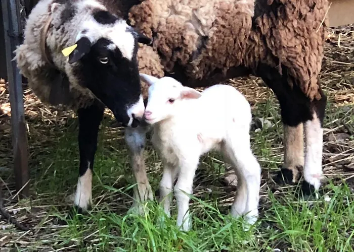 Guillo Séjour à la ferme