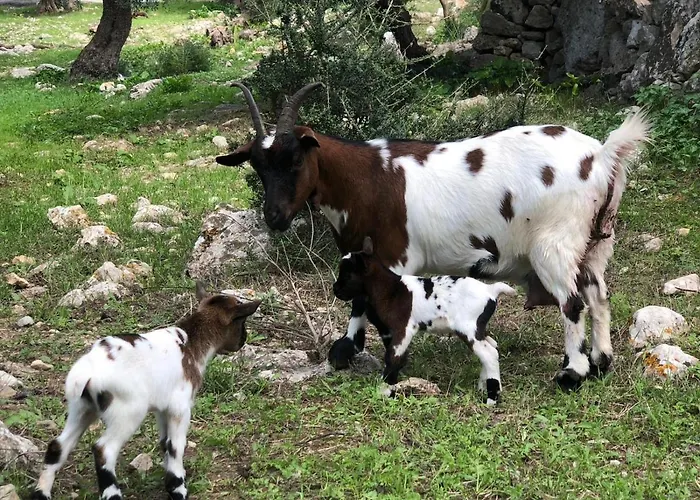 Guillo Séjour à la ferme Pollença