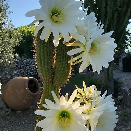 Guillo * Pollenca