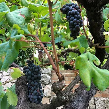 Guillo * Pollenca