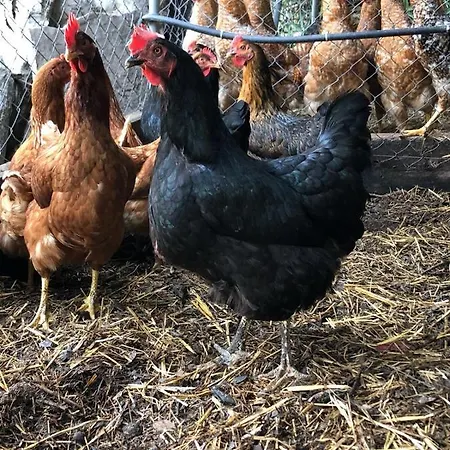 Farm stay Guillo